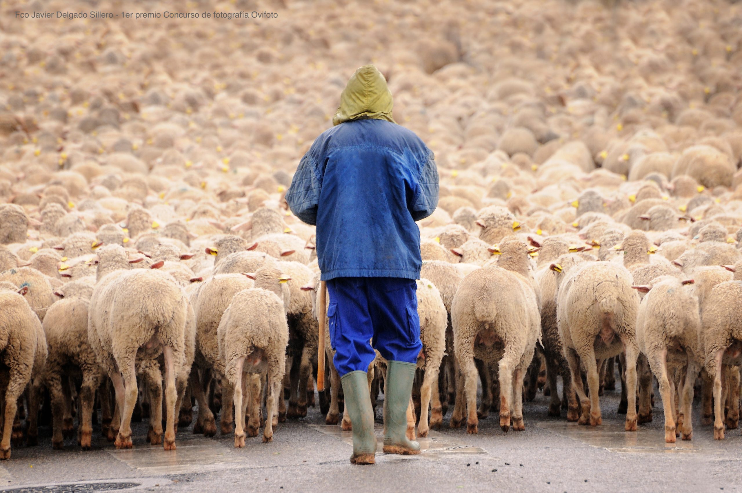 Bienestar animal europeo. Pastor con sus ovejas
