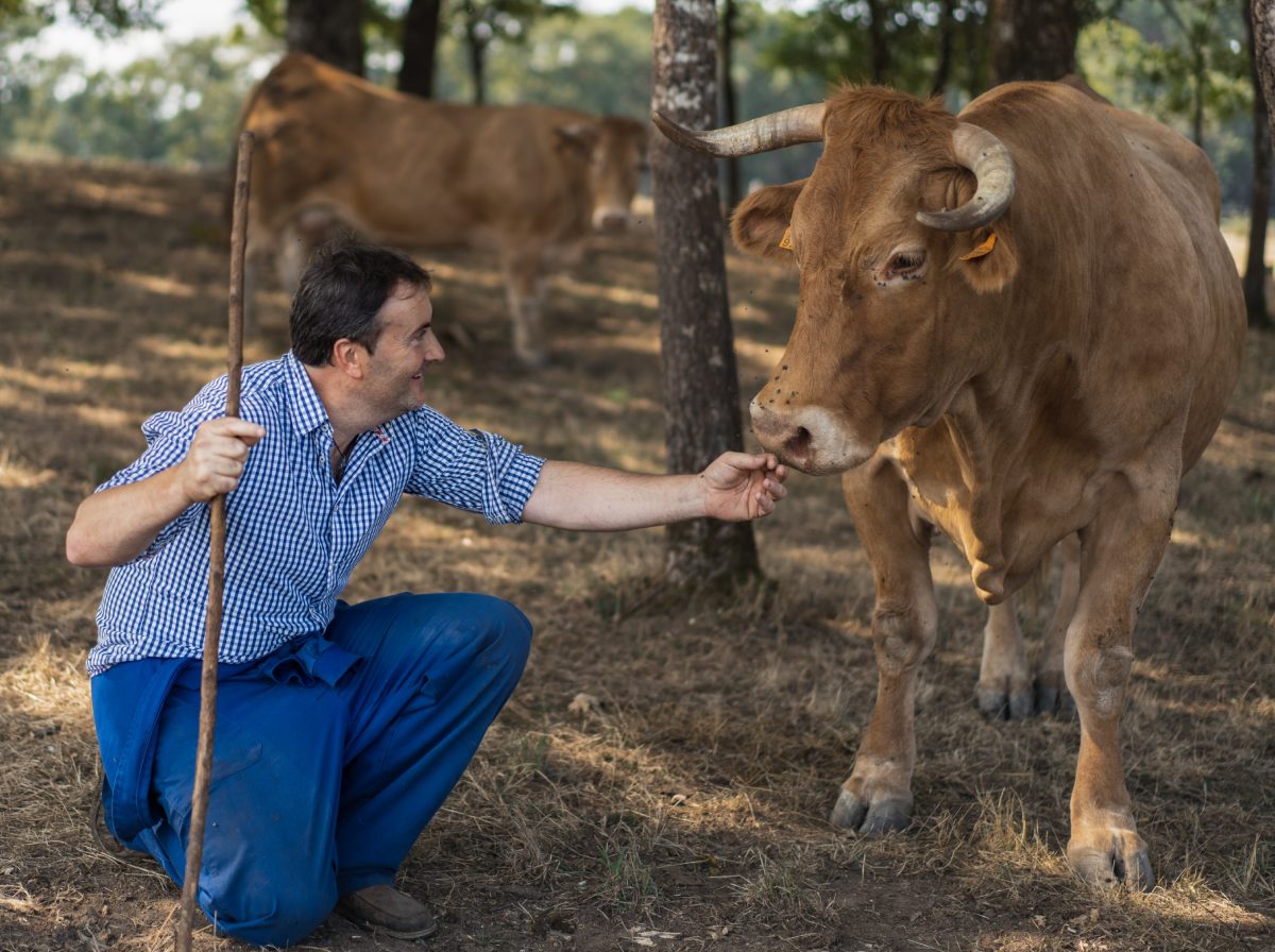 Bienestar animal europeo Ganadero con vaca