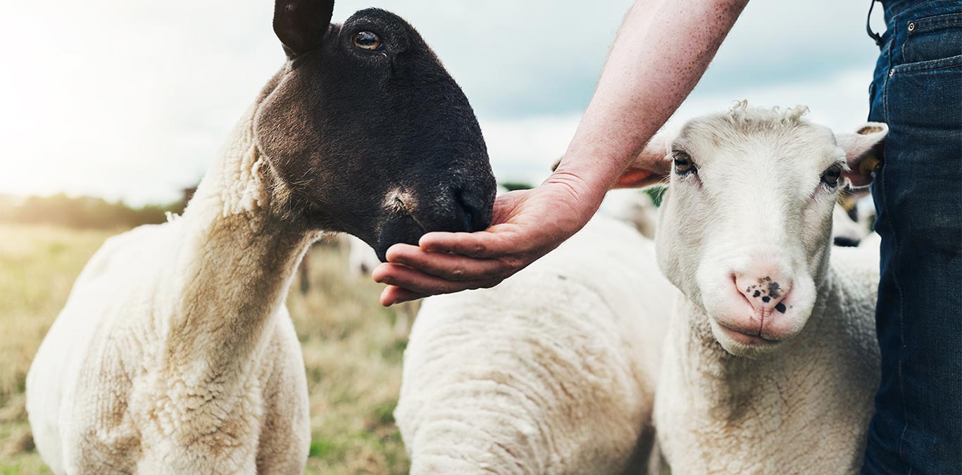 La necesidad de certificar el bienestar animal